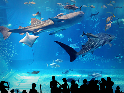 沖縄美ら海水族館