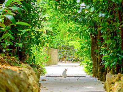 備瀬のフクギ並木